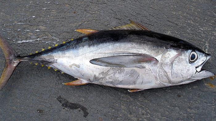 Galles: pescato un tonno gigante da record, pesava 408 kg