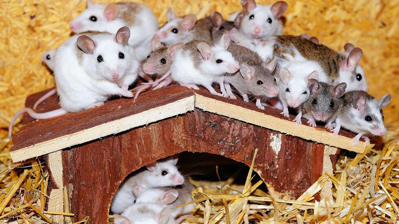 UK: si tiene i topi in casa e li nutre anziché cacciarli perché vegana, multata