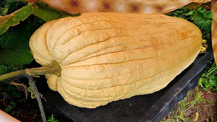 Zucca da Guinness dei Primati negli USA: la cucurbitacea pesa 47,4 kg