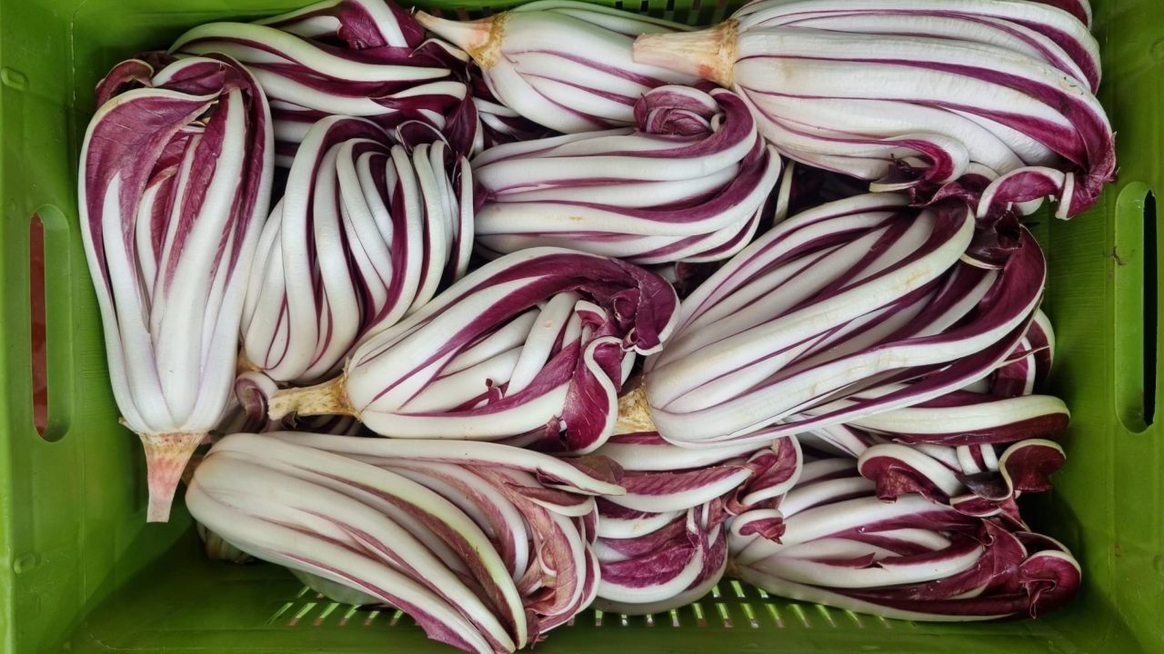 coltivazione del radicchio di treviso