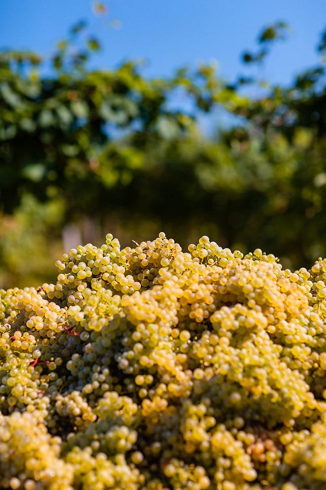 Vendemmia Val D'Oca 2019 - 018 - Photo ©Mattia Mionetto