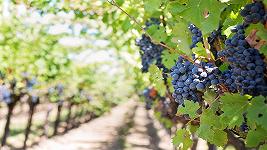 Galles: azienda vinicola mette il vello delle pecore fra le viti per far maturare l’uva