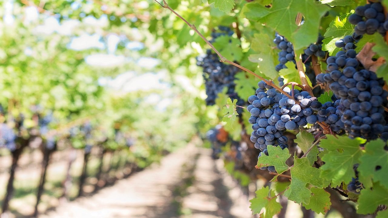 Galles: azienda vinicola mette il vello delle pecore fra le viti per far maturare l’uva