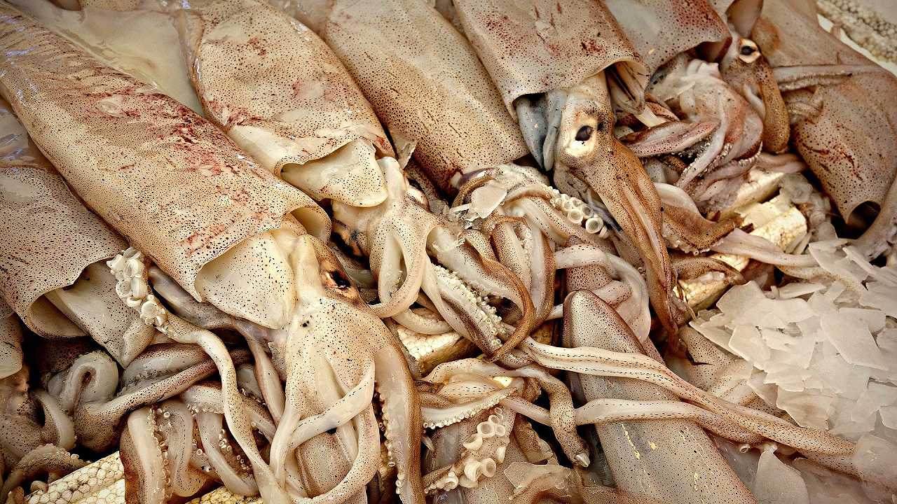 Giappone: elaborato un metodo per allevare i calamari, ma gli animalisti insorgono