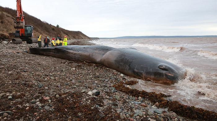 Canada, capodoglio muore con 150 kg di attrezzature da pesca in corpo