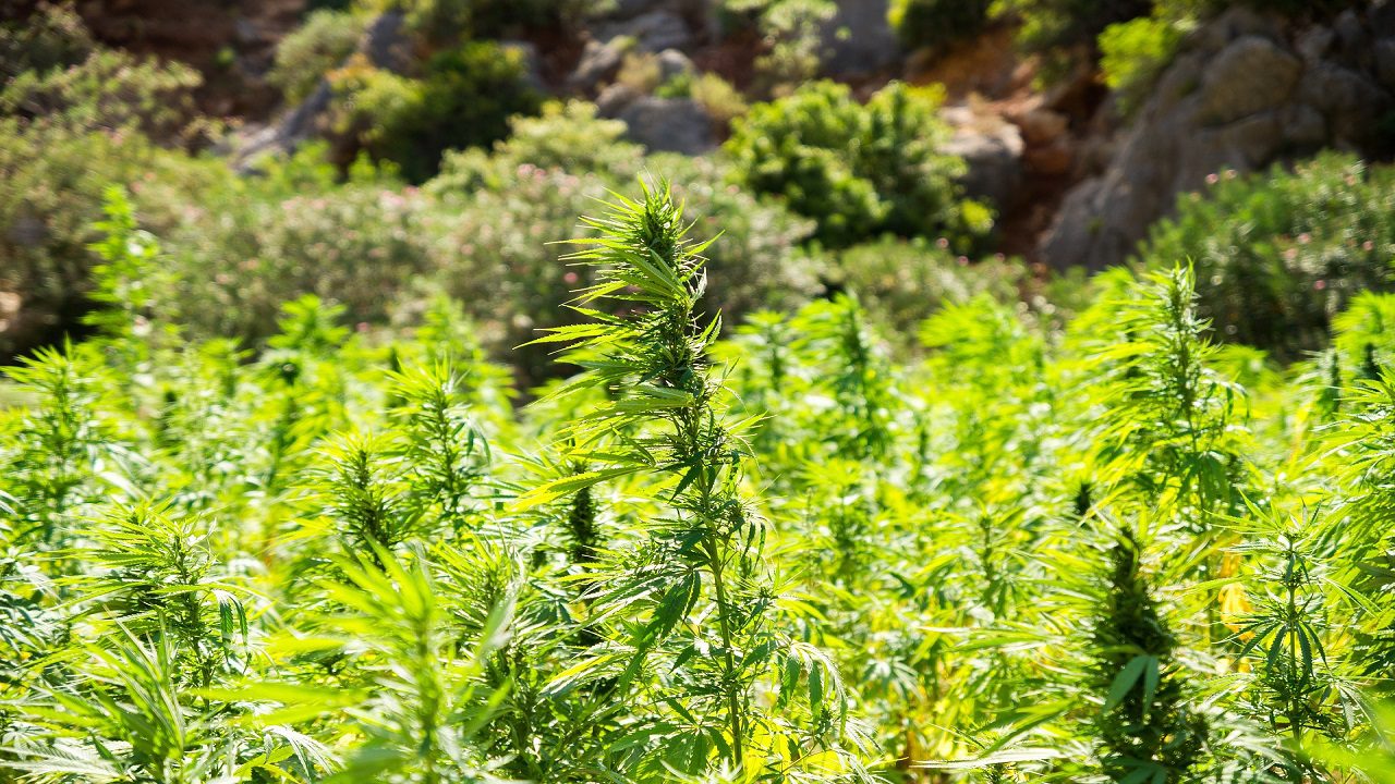 Canapa: la “Cannabis – mangia CO2” ci salverà dai cambiamenti climatici