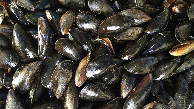 cozze