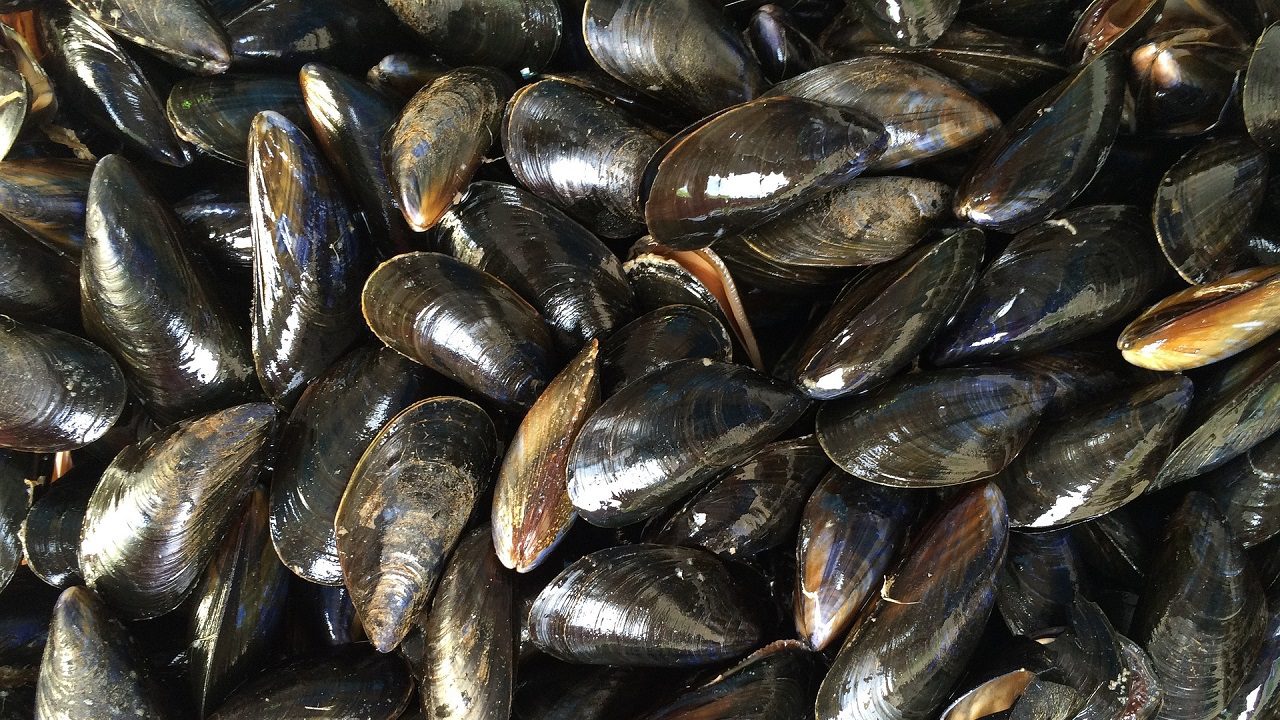 A Venezia c’è una moria di cozze, e il granchio blu non c’entra nulla