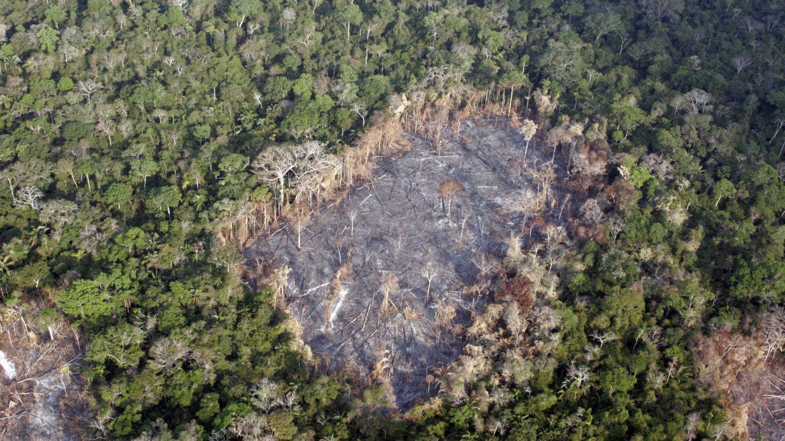 deforestazione cambiamento climatico