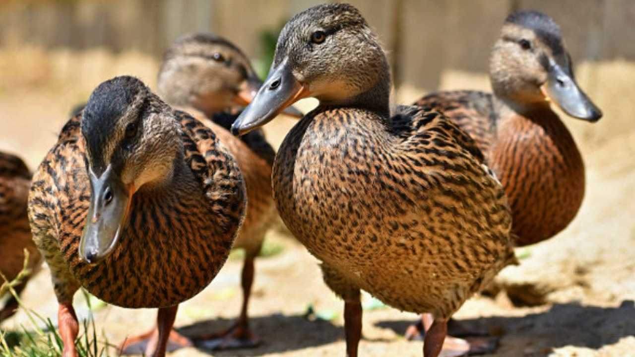 Influenza aviaria, nel Regno Unito scatta il lockdown per pennuti