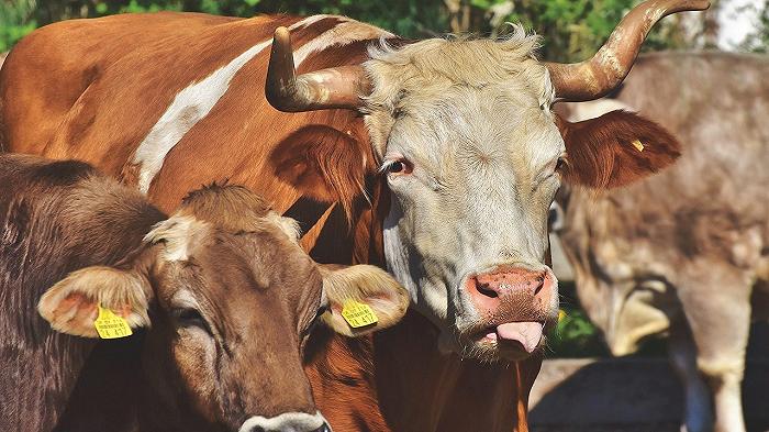 Lo Stato di New York fa causa al più grande produttore di carne del mondo