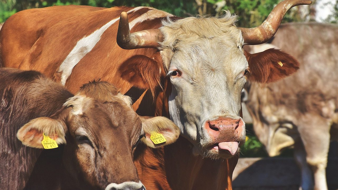 Treviso, famiglia di escursionisti viene aggredita da una mandria di mucche