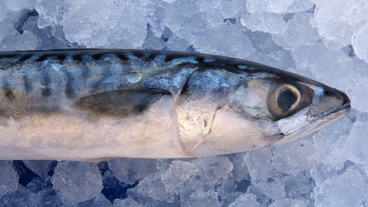 Pesca: inventato un nuovo tipo di “ghiaccio cremoso” per conservare il pesce