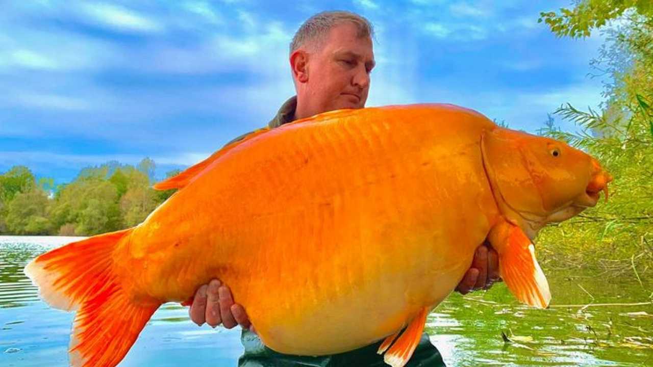 Francia: pescato il “pesce rosso” più grande di sempre, pesa 30 chili