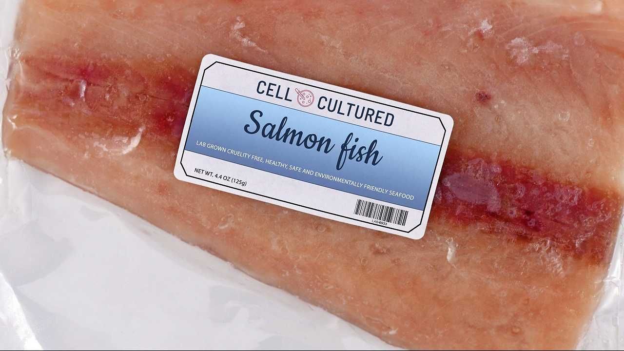 Singapore ci sta già preparando il pesce sintetico, mentre l’Italia ruggisce contro la carne coltivata