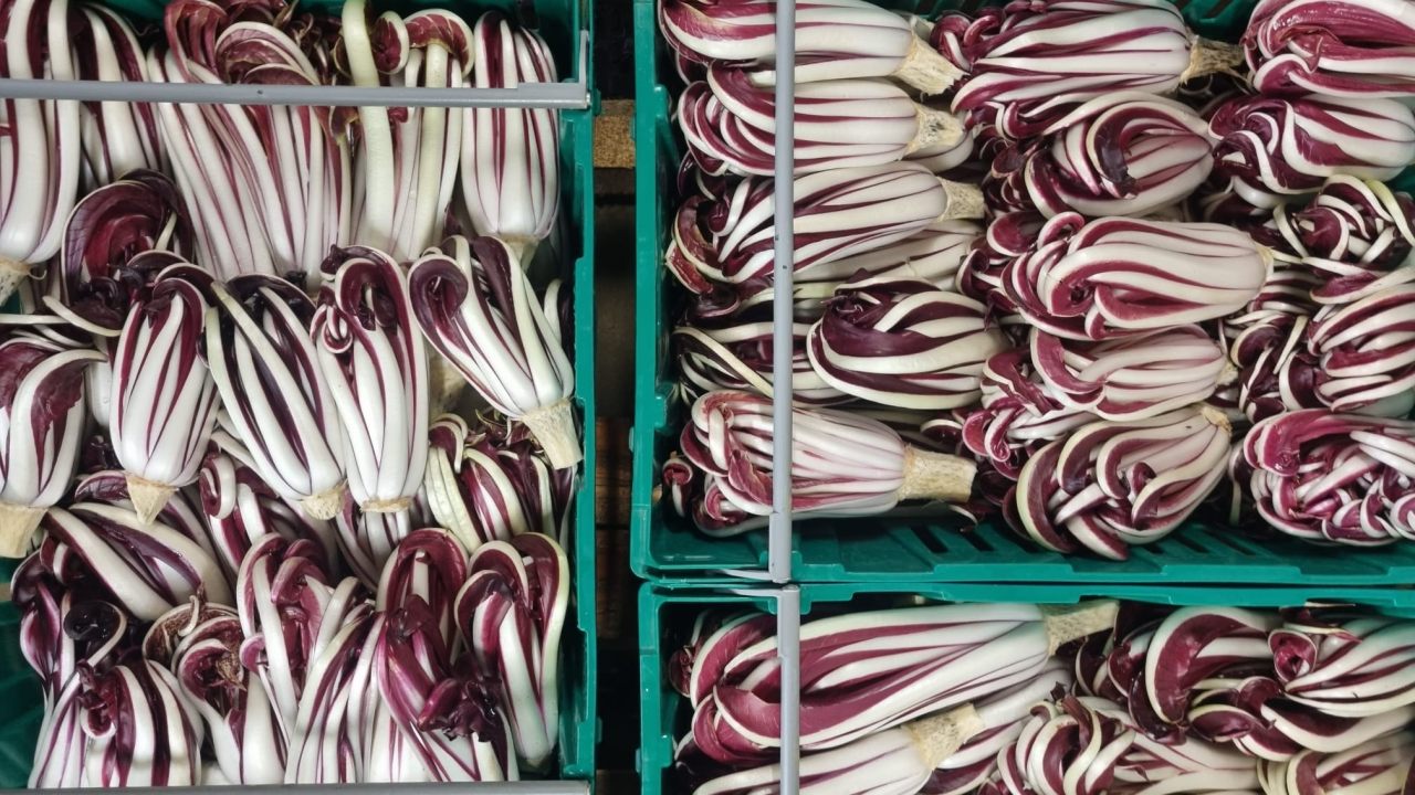 La coltivazione del radicchio rosso di Treviso vista da vicino