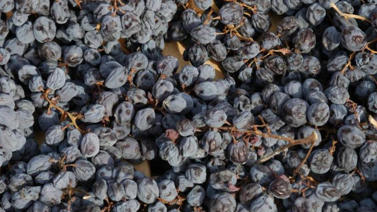 Vino: la Valpolicella candida la messa a riposo delle uve a Patrimonio Unesco