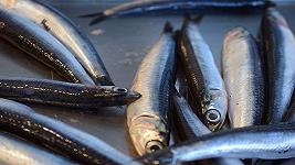 Mangiare pesce azzurro salverebbe 750mila vite? Ecco cosa non torna