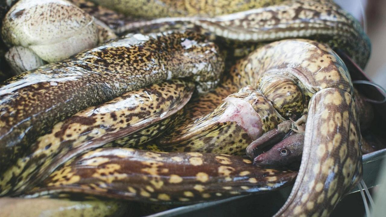 Pesca: le anguille sono sempre più a rischio di estinzione