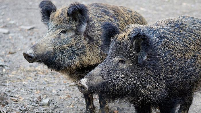 Puglia, allarme trichinellosi dopo aver mangiato carne di cinghiale: segnalati 10 casi