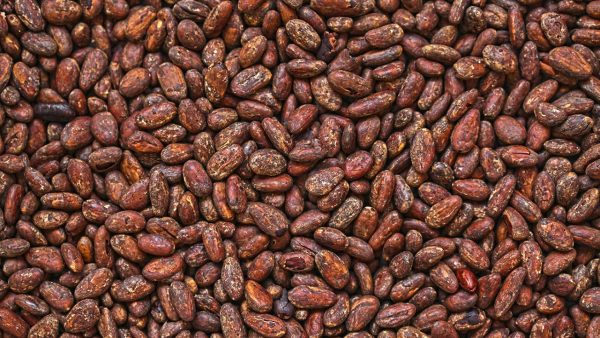 fave-cacao