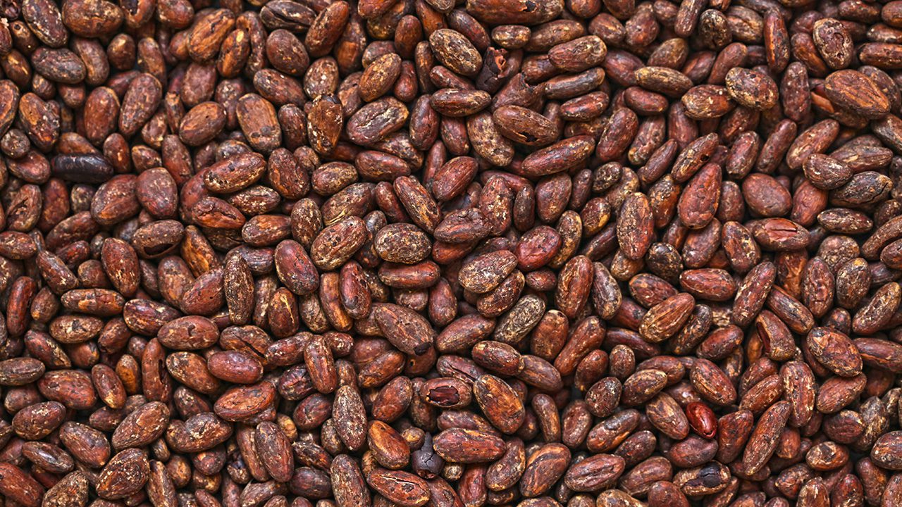 Cacao: i flavanoli possono combattere l’invecchiamento della mente, dice uno studio