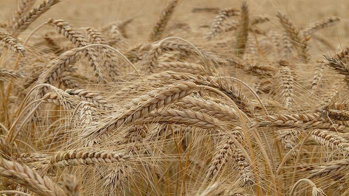 Grano: i produttori ucraini non sospenderanno le esportazioni dopo gli attacchi russi