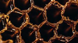 Miele di melata: cos’è e che differenza c’è rispetto al miele di nettare