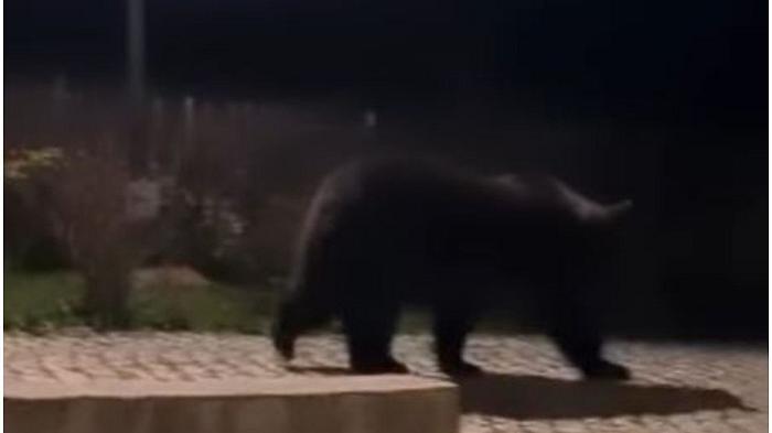 Niko Romito avvista un orso selvatico: avrà cenato al ristorante Reale?