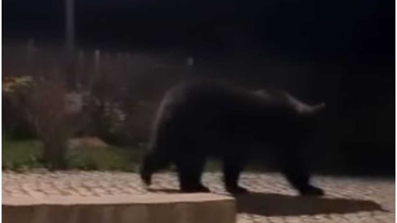 Niko Romito avvista un orso selvatico: avrà cenato al ristorante Reale?