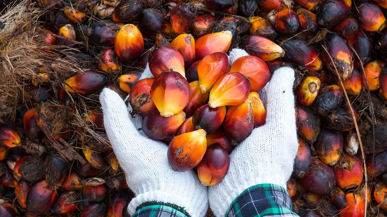 Olio di palma sostenibile, la rivolta dei produttori: “Standard troppo alti”