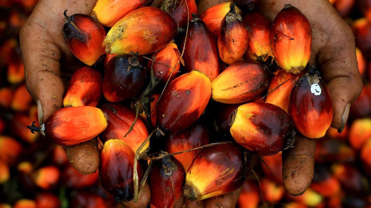 Olio di palma, l’India riduce le tasse sulle importazioni