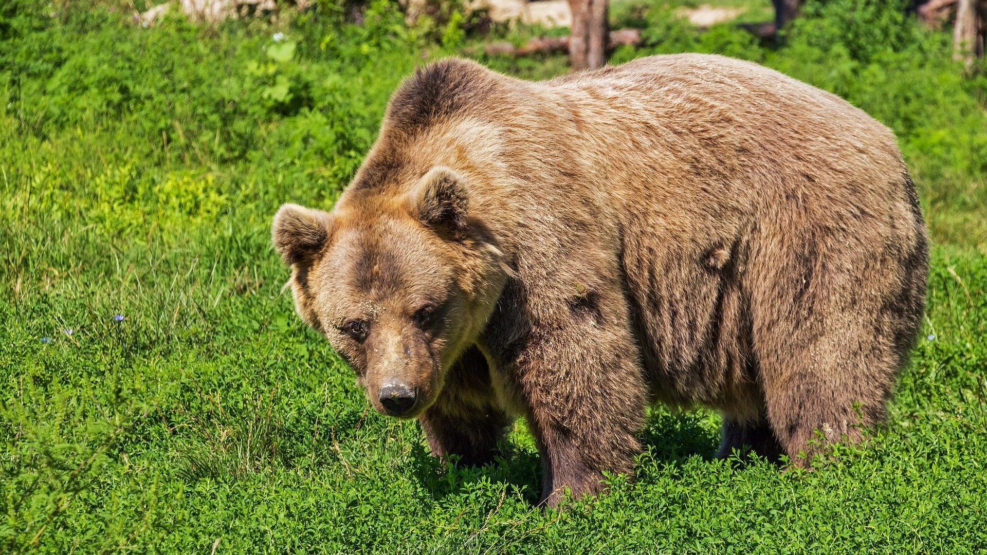 orso