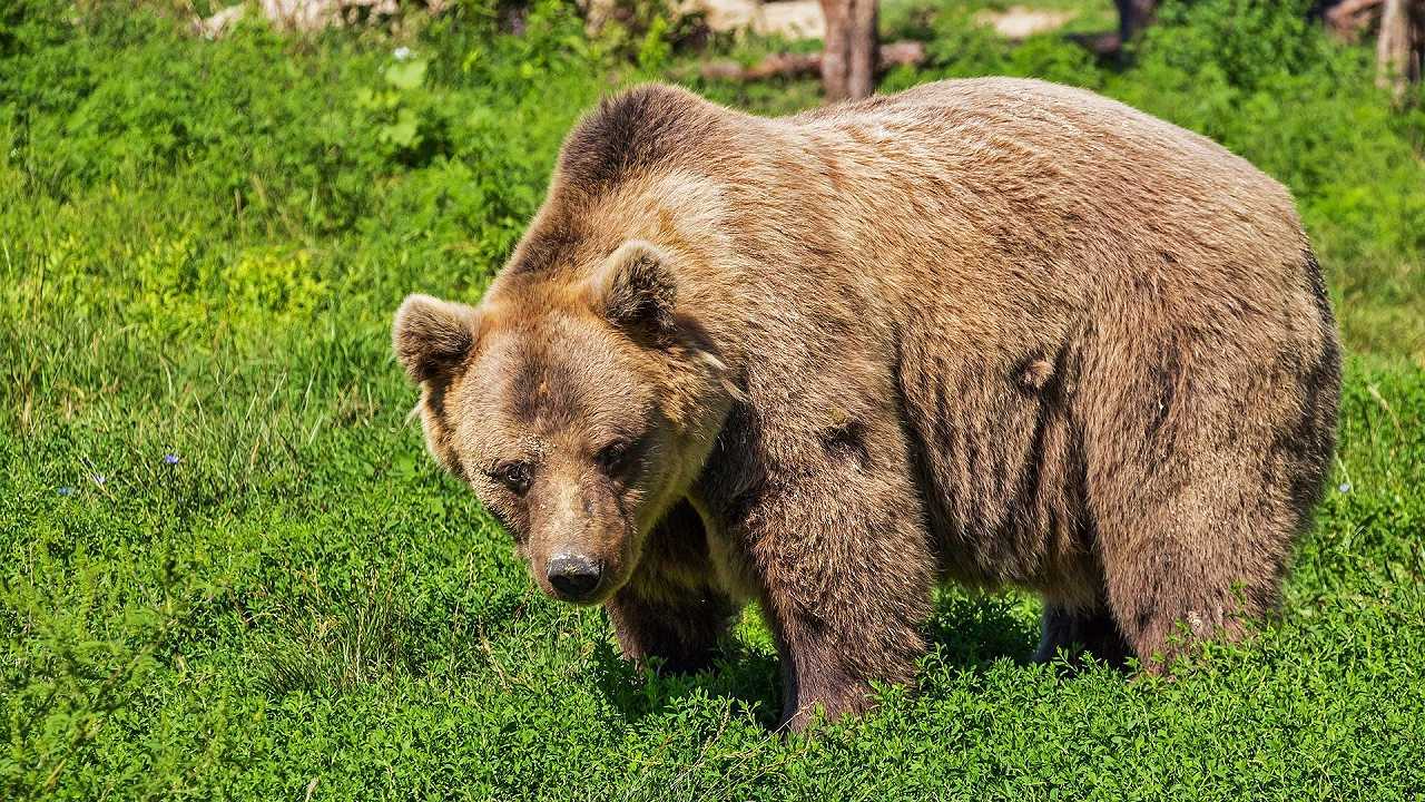 Albania, l’ultimo orso “da ristorante” è stato salvato: la sua nuova casa è la foresta