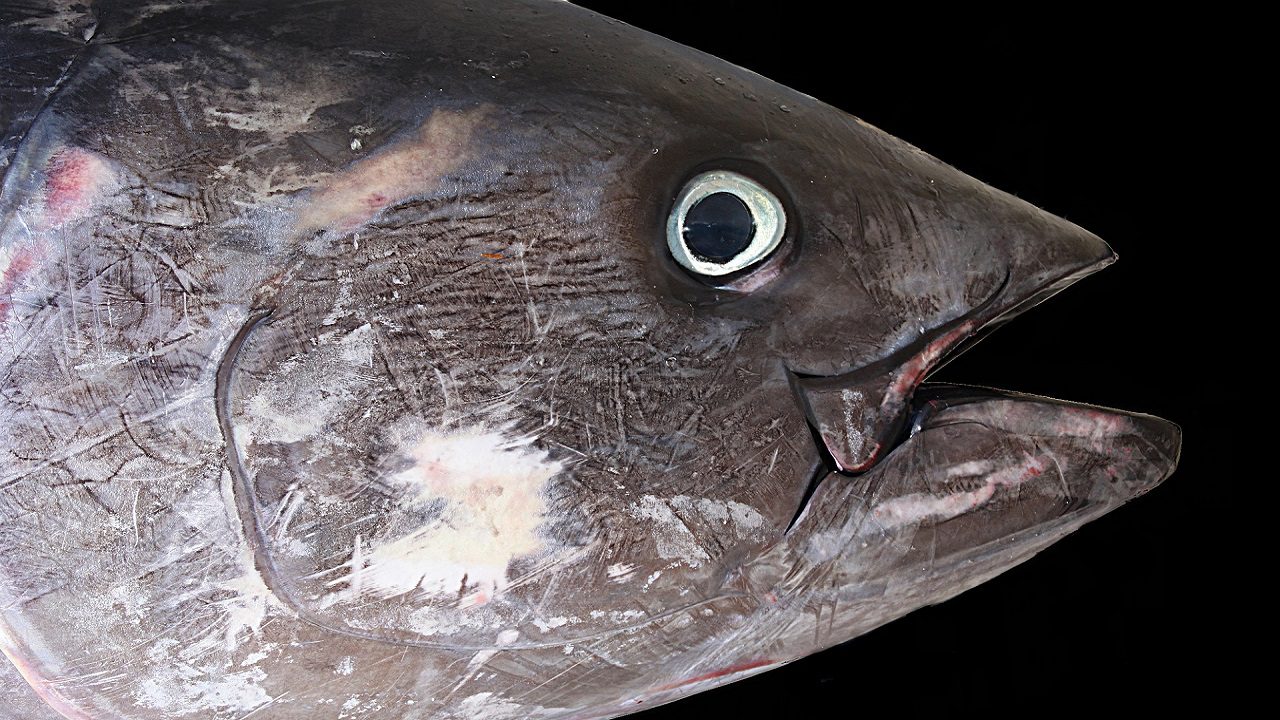 Pesca: l’UE aumenta le quote per il tonno rosso, ma riduce quelle per i gamberi