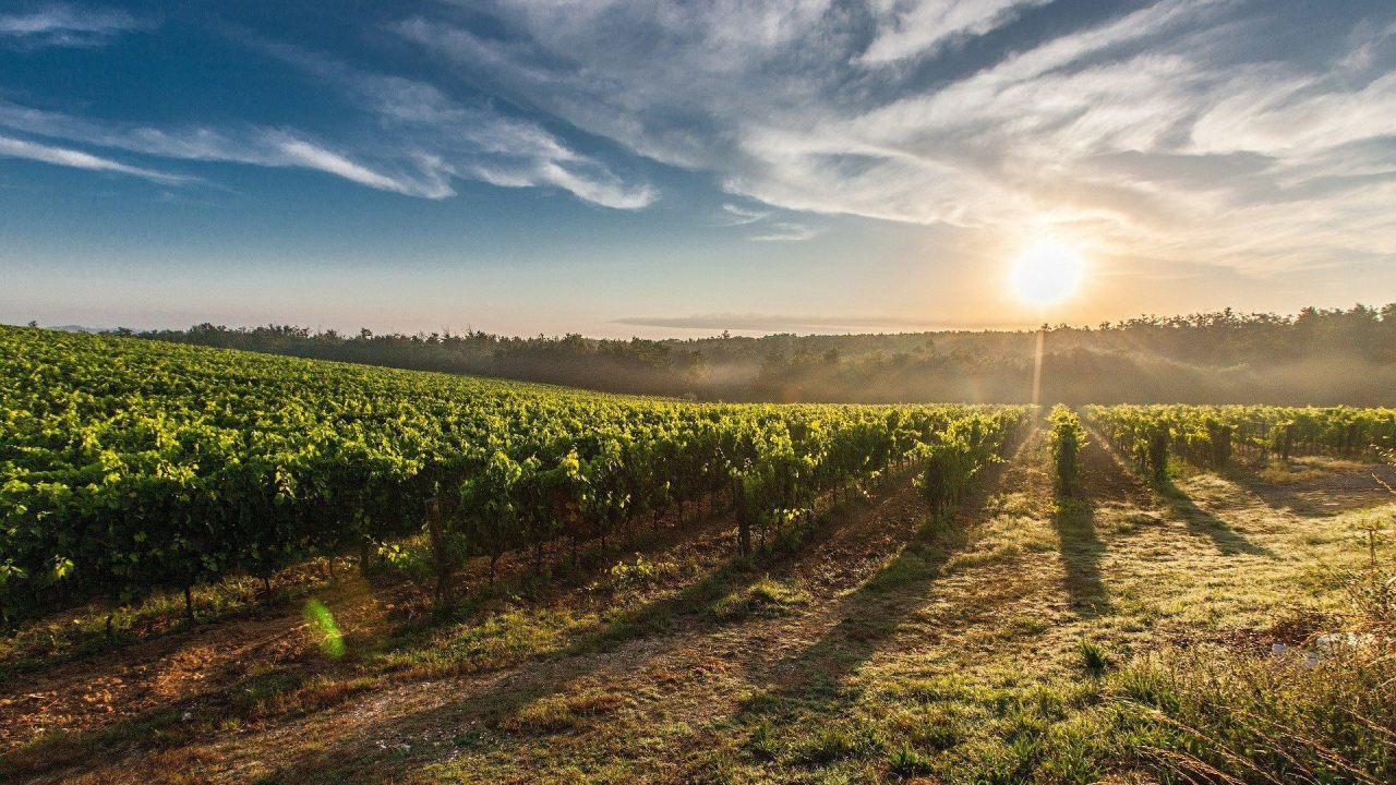 Italia, Francia y España se enfrentan a la UE, que define al vino como «producción no esencial»