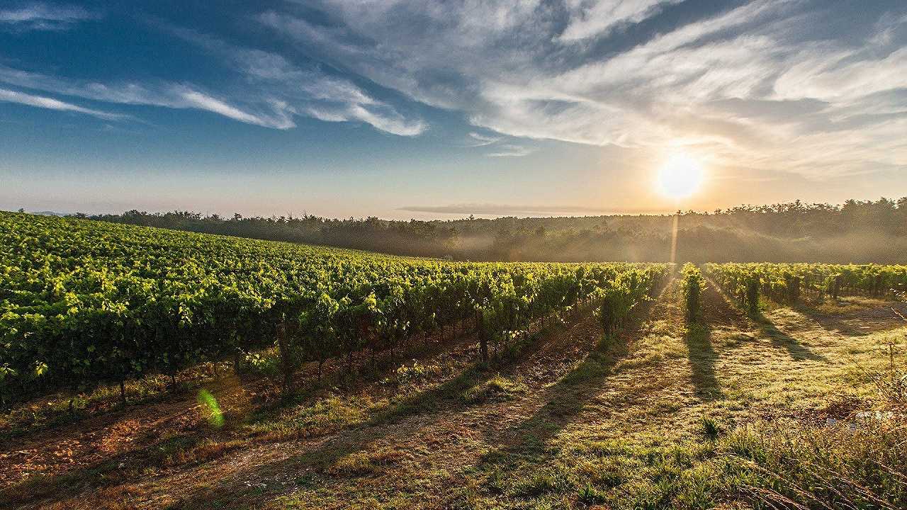 La produzione mondiale di vino è ai minimi storici (indovinate di chi è la colpa?)