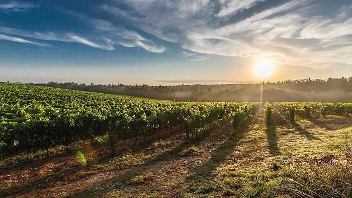 Il cambiamento climatico minaccia il 70% delle zone atte a viticoltura (e l’Italia è in prima fila)