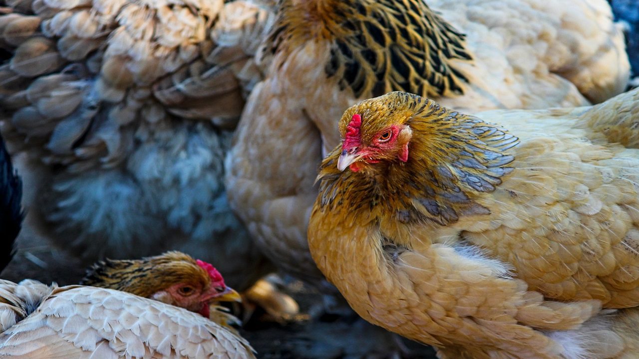 Influenza aviaria: l’Argentina riprende le esportazioni di pollame