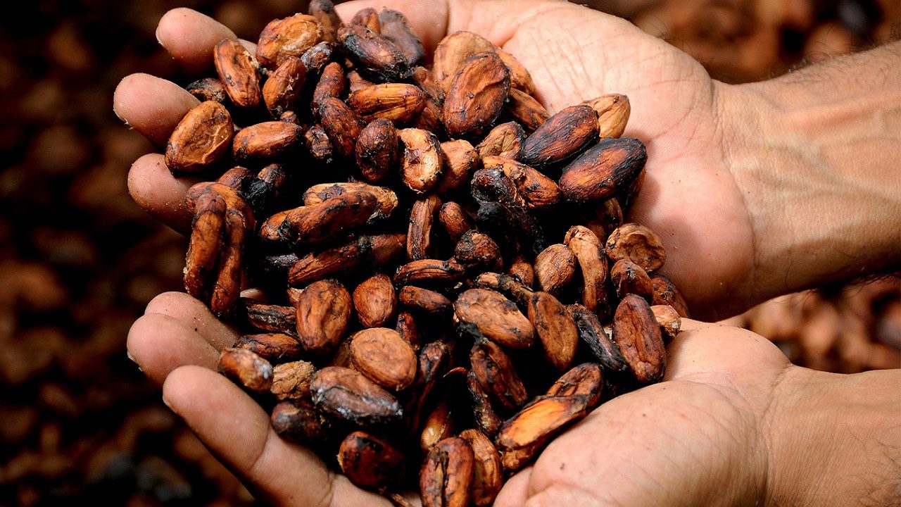 Raccolto cacao
