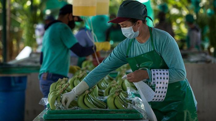Fairtrade pubblica la Mappa dei Rischi umani e ambientali nelle catene di fornitura alimentare