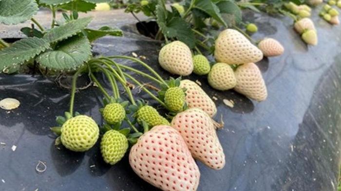 Fragole bianche: i primi esemplari debutteranno a breve sul mercato italiano