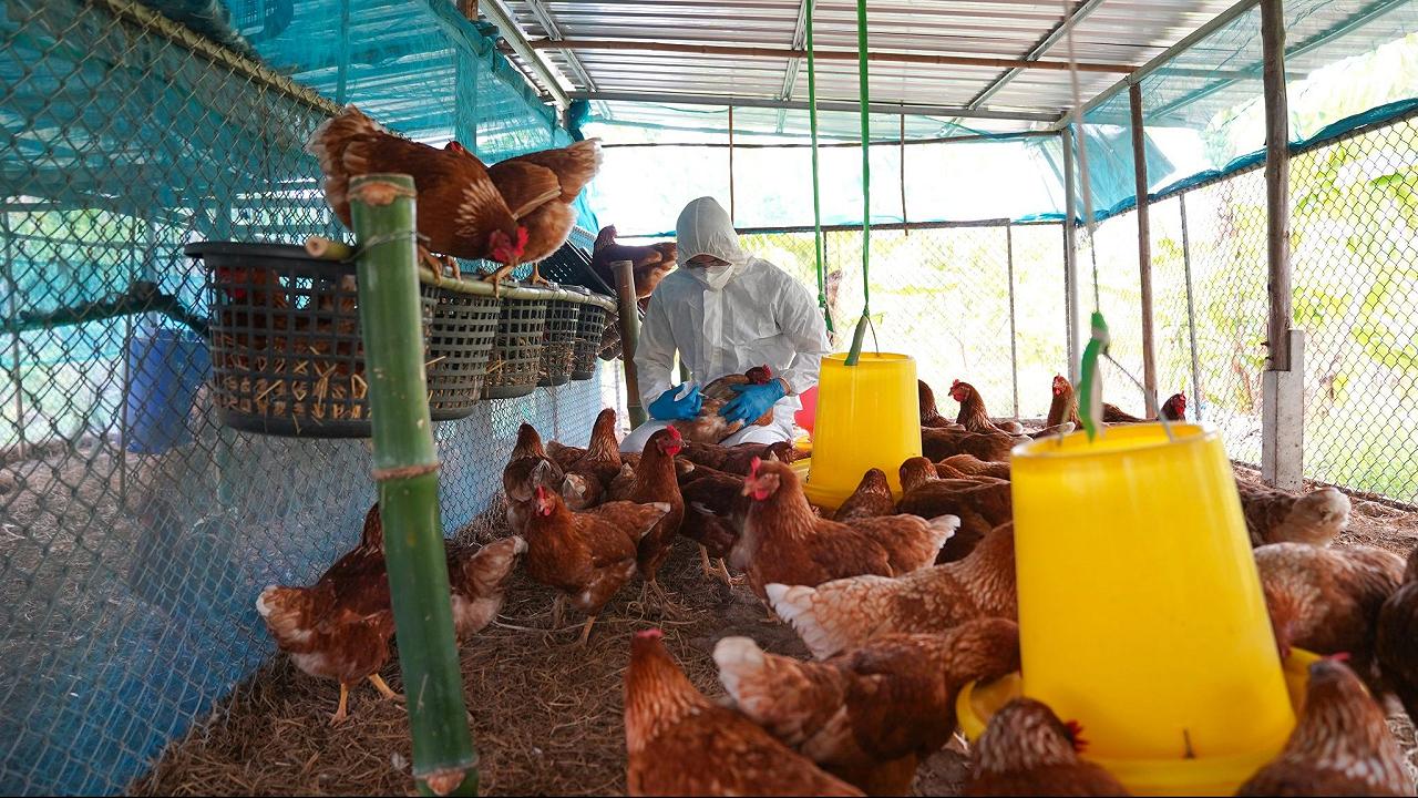 Influenza aviaria, avvenuto il salto di specie: sarà la prossima pandemia?