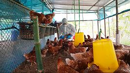 Influenza aviaria, avvenuto il salto di specie: sarà la prossima pandemia?