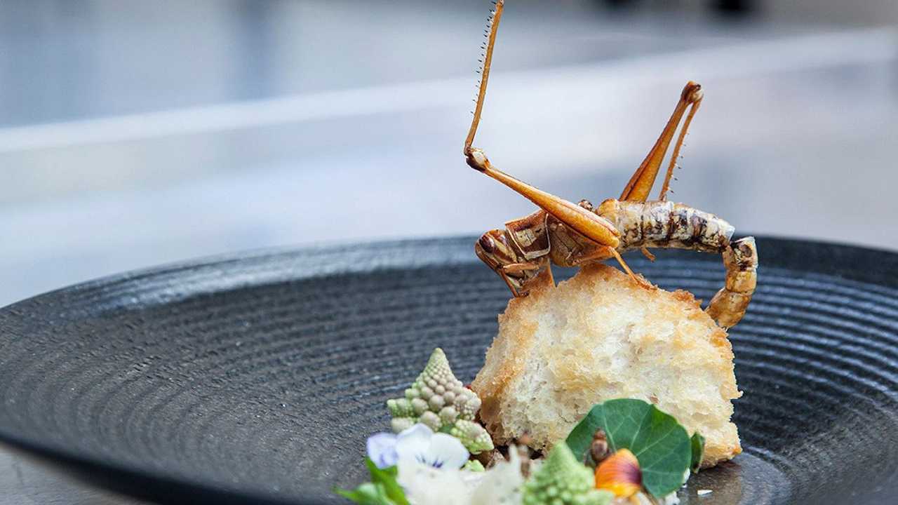 Cibo a base di insetti, solo un italiano su tre è disposto a mangiarlo