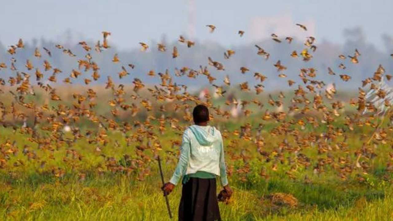 Kenya, il governo “dichiara guerra” agli uccelli che saccheggiano i raccolti
