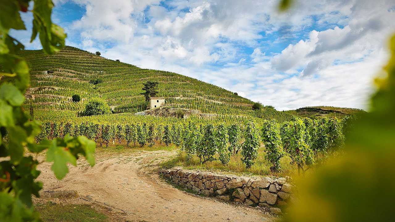 Sagna propone un nuovo vino del Rodano: Hermitage Rouge Ligne de Crête