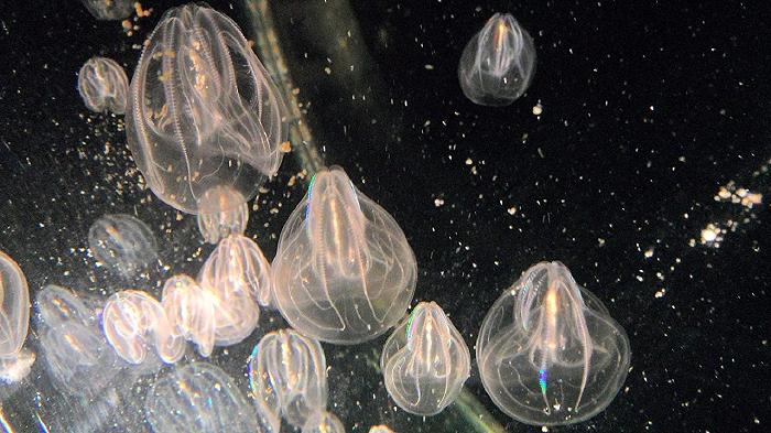 Pesca a rischio: le noci di mare danneggiano le reti e si mangiano il novellame