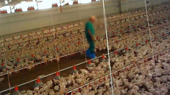 Pollo bio, Fileni nei pasticci: l’inchiesta di Report mostra maltrattamenti e mangimi Ogm
