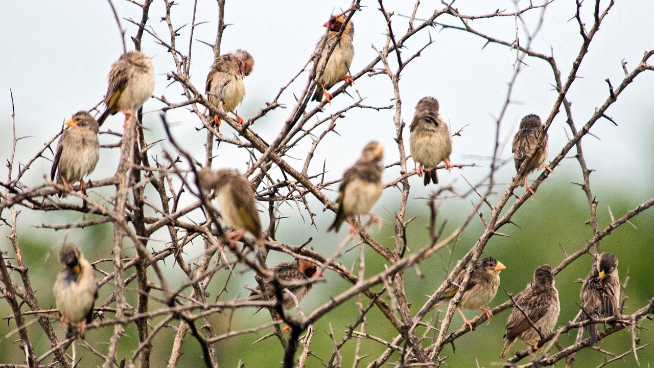 Riso: in Kenya gli uccelli distruggono i raccolti, il governo ne approva l’uccisione